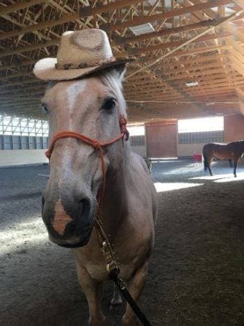 2026년 Horse Riding 해외봉사 프로그램(캐나다/호주/뉴질랜드) 원문 공고문 6